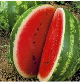 Resim Geleneksel Tohum Yüksek Aromalı Crimson Sweet Karpuz Tohumu 20 Tohum 
