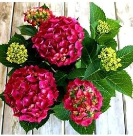 Resim Videolu 1 Adet Kırmızı Renk Ortanca Çiçeği Fidanı 30-60 Cm Saksılı Çiçekli Bodur Bitkiler Hydrangea 