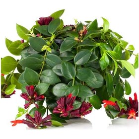 Resim Ruj Çiçeği (Aeschynanthus) - Askılı Saksıda 