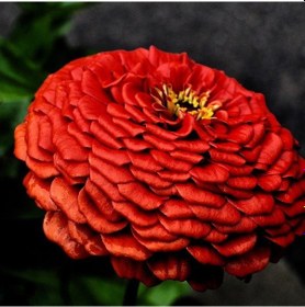 Resim Super Yoga Koyu Kırmızı Zinya Çiçeği Tohumu 40 Tohum 