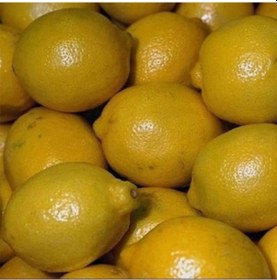 Resim Tüplü Kara Limon Yaş 1-2 Boy 90-100cm 