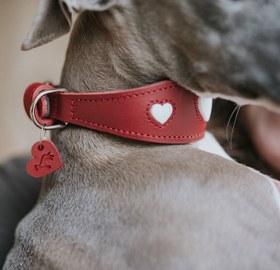 Resim Greyhound Love Boyun Tasması - Kırmızı / Siyah / S-M 