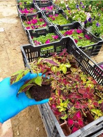 Resim Tüplü Yaprak Güzeli Çiçeği Fidesi (8 Adet Paket)(7 Cm 'Lik Siyah Poşette) 
