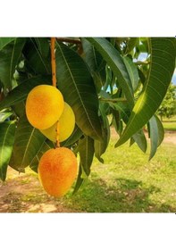 Resim Aşılı Alphonso Mango Fidanı - 2 Yaş - Tüplü 60-70 Cm - Saksıda Yetişmeye Uygun Dünyanın En Tatlı Mangosu 