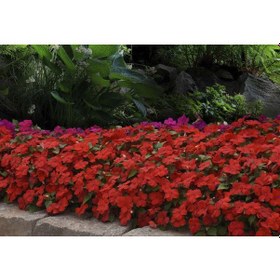 Resim Cam Güzeli Çiçeği -impatiens Walleriana - Kırmızı 5 Adet 