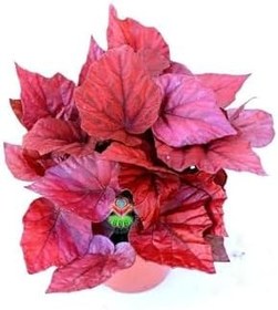 Resim Videolu Kırmızı Yaprak Pembe Begonya Çiçeği Fidanı 1 Adet Saksılı 20-40Cm (Pink Begonia) 