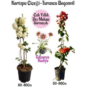 Resim Kartopu Çiçeği 1 Adet +turuncu Begonvil 1 Adet+pembe Gazanya Hediye Saksılı Bahçe Seti 