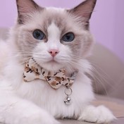 Resim Çiçek Desenli Kedi Tasması, Zilli ve Kurdeleli, Ayarlanabilir Polyester Elyaf Evcil Hayvan Tasması Seti Yavru Kediler ve Küçük Kediler İçin - Taze Stil, Ayrılabilir Güvenlik Tasarımı 