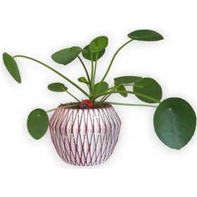Resim Çin Para Bitkisi | Mini Pilea | Pembe Saksıda 
