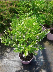 Resim Kufeya Cennet Çiçeği Pembe ve Beyaz 20 Adet Paket 