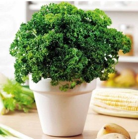 Resim Geleneksel Moss Curled Frenk Maydanozu Tohumu 100 Tohum 