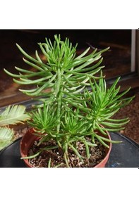 Resim Senekio Barbertonicus Himalaya - 5 Adet Sukulent - Teraryum 
