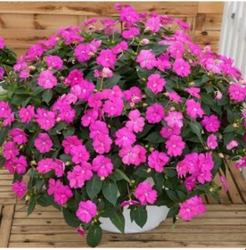 Resim Cam Güzeli Çiçeği -impatiens Walleriana - Pembe 10 Adet 