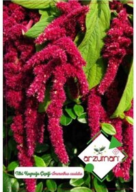 Resim Arzuman Tilki Kuyruğu Süs Bitki Çiçek Tohumu 