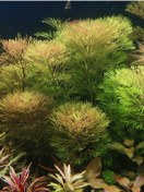 Resim Limnophila Sessiliflora Canlı Akvaryum Bitkisi Demet 5 Dal 