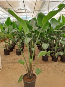 Resim Starliçe Cennet Kuşu Çiçeği 