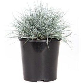 Resim Mavi Süs Çimi 3 Adet - Festuca Ovina 