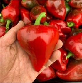 Resim Lesya Tatlı Biber Tohumu 15 Adet 