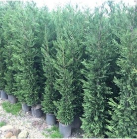 Resim Tüplü Leylandi Fidanı 80-110 Cm 