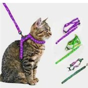Resim Kedi Tasması 