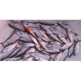 Resim Sf Jig Sardin 22g - Sahte Yem Kaşık Rapala - Levrek, Palamut, Lü 