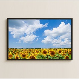 Resim Gökyüzü Ve Geniş Ayçiçeği Tarlası Manzara Pleksi Tablo 