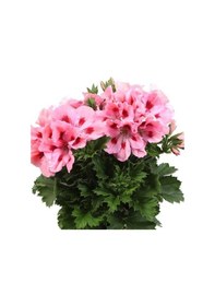 Resim Pelargonium Grandiflorum Aristo Pink Sardunya Canan Çiçeği Fidesi 1 Fide 