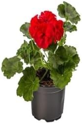 Resim Hediyelik Kırmızı Sardunya Çiçeği Sevgililer Gününe Özel Sarı Milli Kaktüs Hediyeli, SRD30012025BYB932 