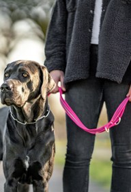 Resim Ayarlanabilir Kauçuk Kaplamalı Köpek Gezdirme Tasması 230 cm - Turuncu 