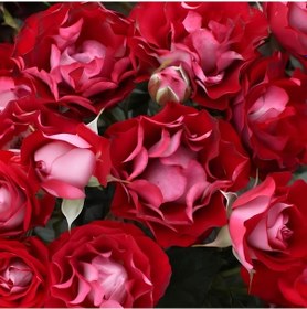 Resim Tüplü Çok Goncalı Özel Rose Der Einheit Yediveren Gül Fidanı 