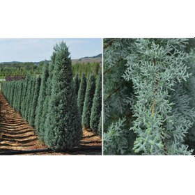 Resim Mavi Servi Cupressus Arizona Tohumu 100 Gr. 