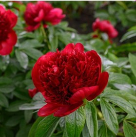 Resim Peonies Festiva Maxima Red Şakayık Çiçeği Yumrusu-rizomu 1 Adet 