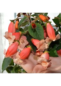 Resim Özel Tür Peach Quen Kohleria Japon Küpelisi Çiçeği Fidesi Mini Potta 