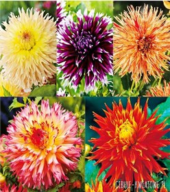 Resim 53 Adet Bodur Yıldız Dahlia Çiçeği Yumrusu Karışık12 Renk .yumru Boyu 9 Cm . Yeni Mahsul.çiçekli Boyu 45 Cm. 
