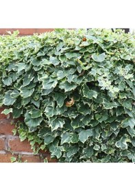 Resim Alacalı Hedera - Orman Sarmaşığı 100 - 150 cm 10 Adet 
