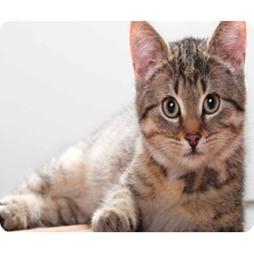 Resim Wezone Kedi Desenli 180x220mm Kaymazsız Oyun Mouse Pad - Bilgisayar, Dizüstü Ve Macbook Uyumlu - Yumuşak Dokuma, Hassas Konumlandırma Diğer 