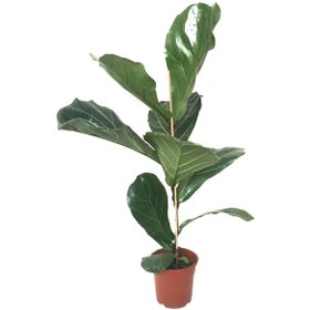 Resim Ficus Lyrata (Keman Yapraklı Kauçuk Çiçeği) Ø17 CM Y80-90 CM 