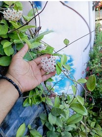 Resim Saksılı Mum Çiçegi Hoya Cornosa 