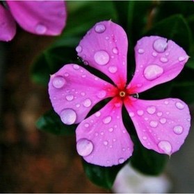 Resim Little Pink Vinca Rosea Rozet Çiçeği Tohumu 20 Tohum 
