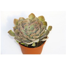 Resim Echeveria Sukulent Büyük Boy 