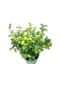 Resim Çok Yıllık Büyük Boy Kamelya Çiçeği Beyaz Çiçekli 