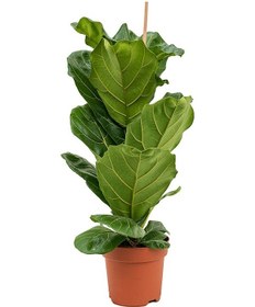 Resim Ficus Lyrata - Keman Yapraklı Kauçuk 60-80 cm 