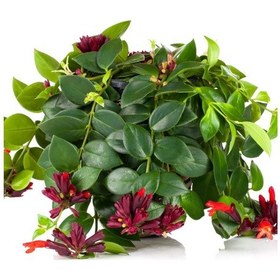 Resim Ruj Çiçeği(Aeschynanthus) - Askılı Saksıda 2 adet 