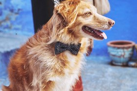 Resim Zee.Dog - Mahleb Papyon - S 