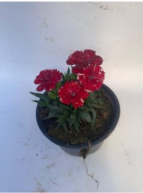 Resim Bodur Karanfil Çiçeği Kırmızı-pembe-beyaz-mor 10-15cm 3 Adet 