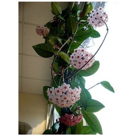Resim Mum Çiçeği - Hoya Carnosa Asılı Saksıda 3 Adet 