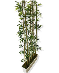 Resim Cihan Çiçekçilik Bambu Seperatör 175 Cm 6 Adet Bambu 72 Cm Beyaz Saksı 