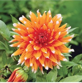 Resim Dev Çiçekli Color Spectacle Dahlia Yıldız Çiçeği Soğanı Yumrusu 