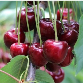 Resim Tüplü Aşılı Aromatik Yüksek Verimli Celeste Kiraz Fidanı 
