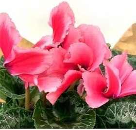 Resim Pembe Kırçıllı Cyclamen Sıklamen Saksı Çiçeği 35 Cm Hediyelik Çiçek, SRD1322025BYB177 